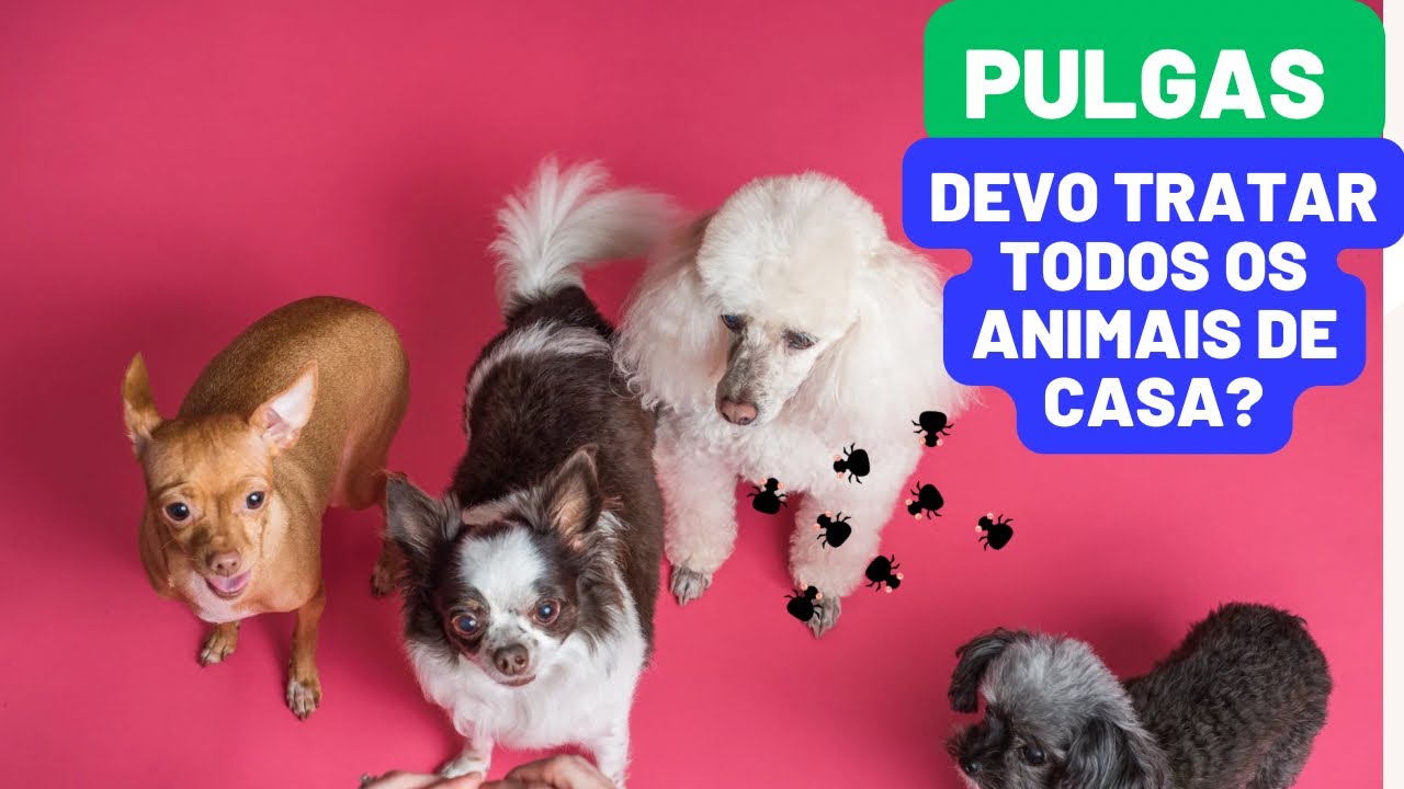 Devo tratar todos os animais da casa contra pulgas? A mesma pulga pode picar cães, gatos e pessoas?