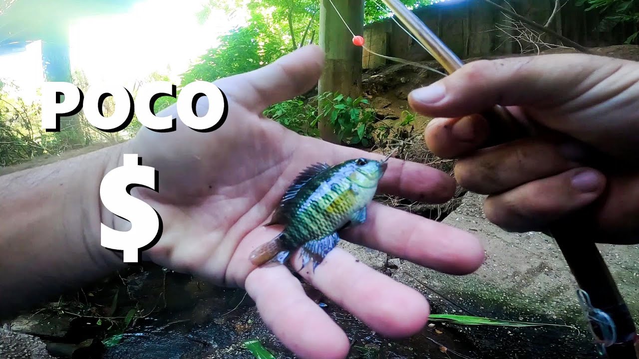 PESCA CON POCO $, con CA&Ntilde;A DE BAMB&Uacute;. PESCA URBANA