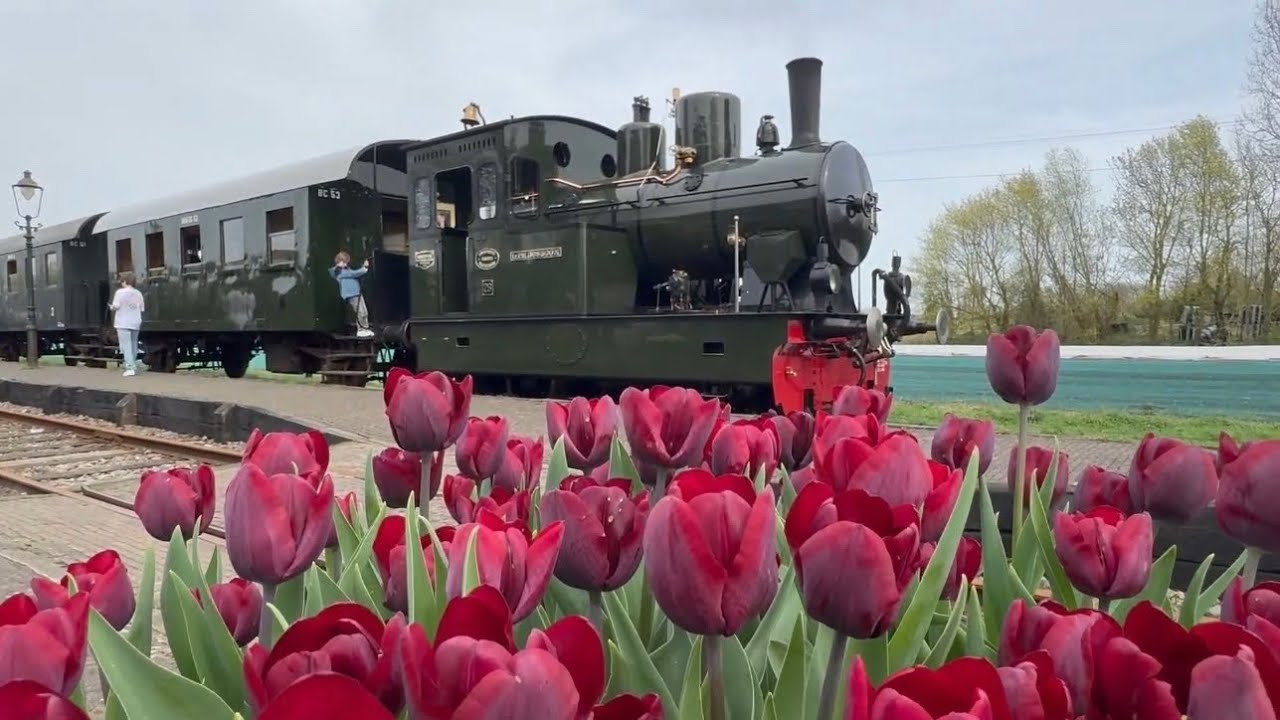 Steam Train journey: Time Travel Through the Tulips 🚂🌷🇳🇱