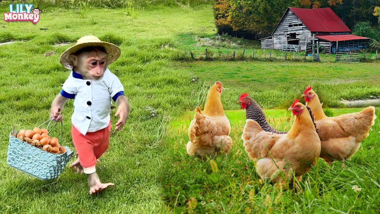 Smart Lily helps dad get eggs on the farm for breakfast