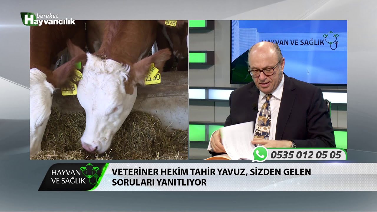 Hayvan Ve Sağlık | Suni Tohumlama Ve Kızgınlık Tespiti