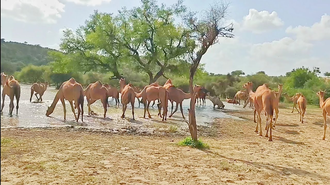 Camel Watering at mini lack..