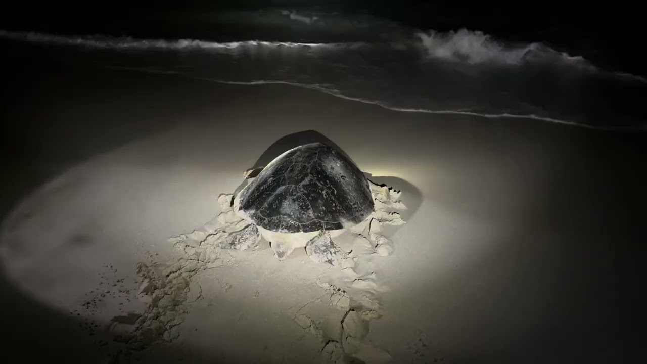 Giant sea turtle returning to the ocean Perhentian Kecil Malaysia, March 10, 2026