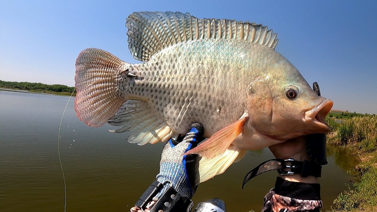 pesca com estilingue  frito garantido  #pescacomestilingue #fishing #tilapia