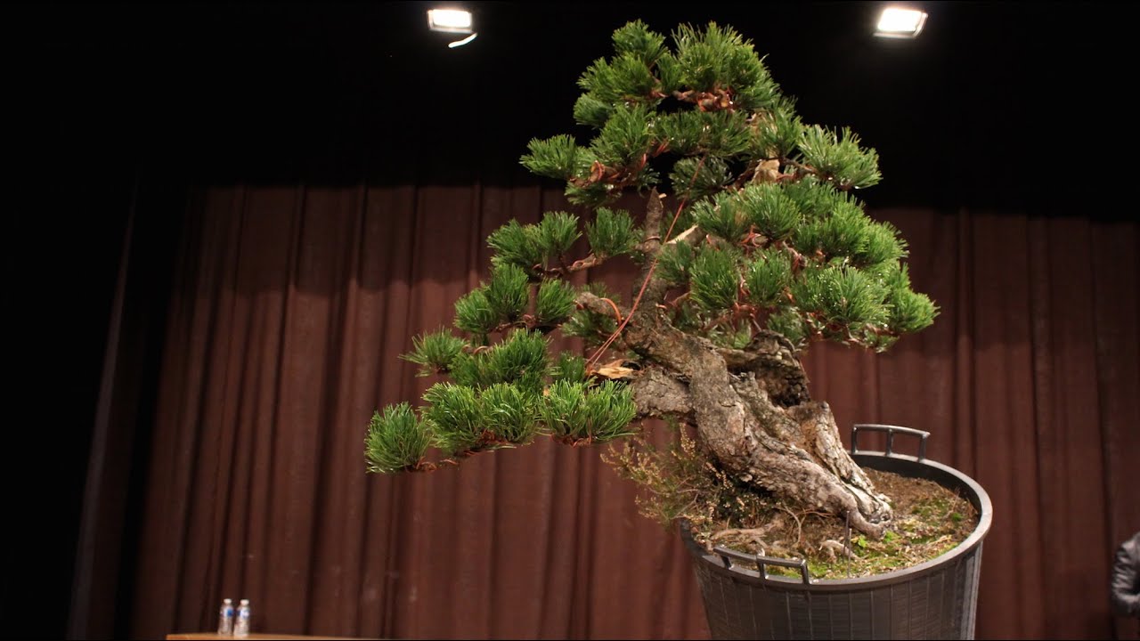Ryan Neil's demo at Bonsai San 2015