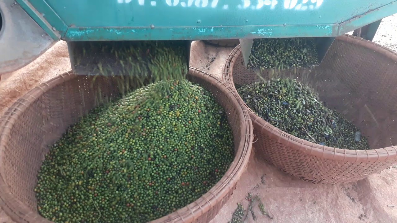 Tuốt cuốn tiêu bằng máy siêu tiện lợi