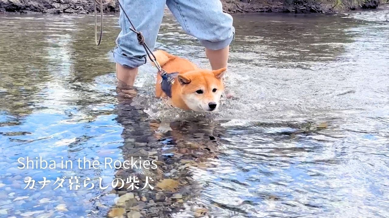 慎重派の柴犬が限界ギリギリの川の渡渉に挑戦した結果がこちらです [4K]