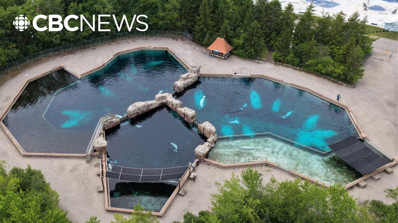 Marineland denied federal permit to export belugas