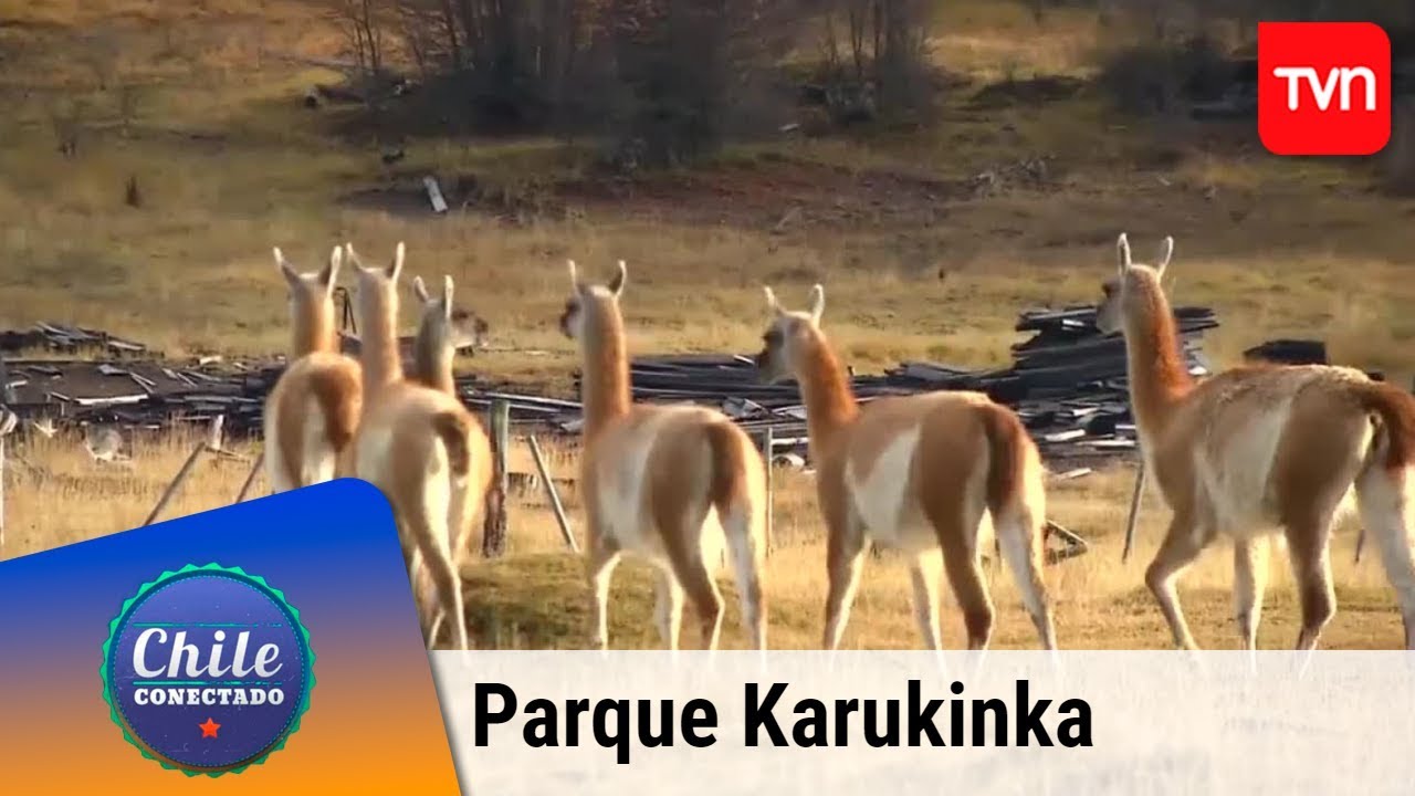 Los secretos del parque Karukinka | Chile conectado | Buenos días a todos