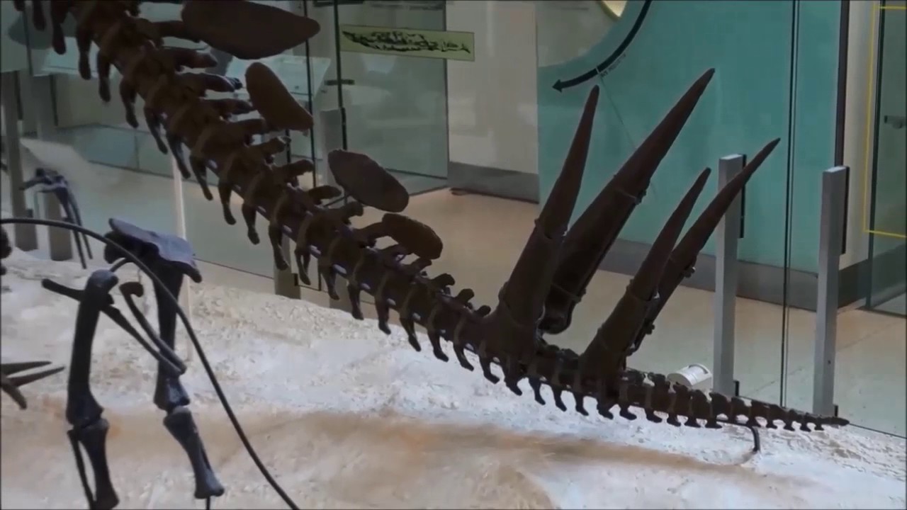Basic English Lesson 20 Learning about dinosaurs together