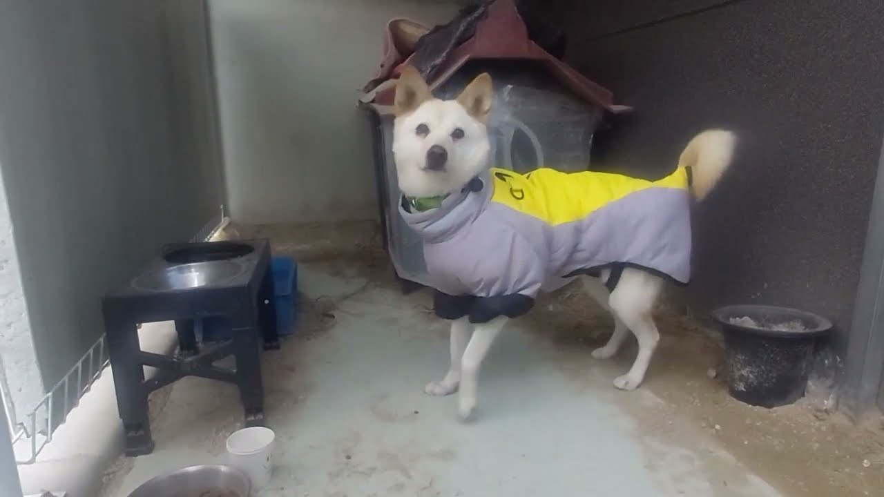새벽 6시 40분에 공장 진돗개 먹을 고기 삶는 중년 직장인 l 공장개 밥으로 먹일 고기 삶는 게 취미 생활인 중년 남자 l 고기 가져오니 좋아하는거 보소