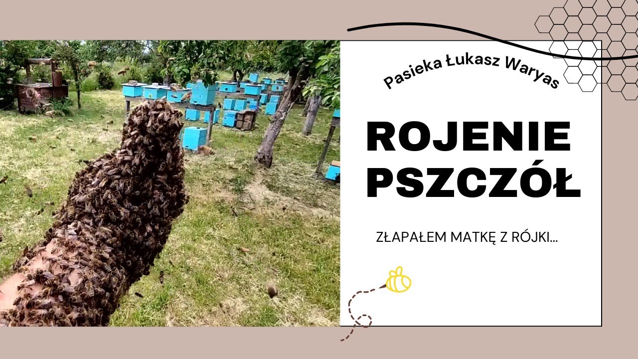 RÓJKA