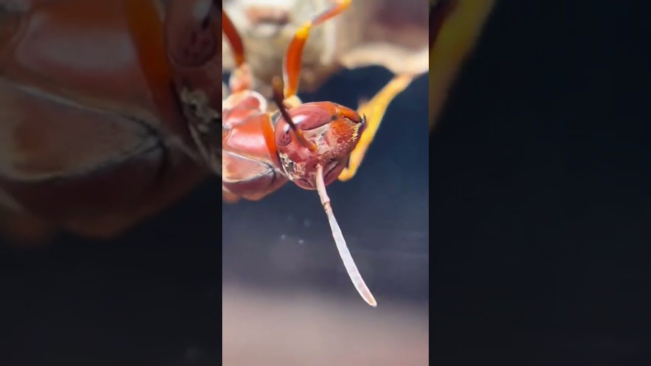 My Pet Wasp’s Secret
