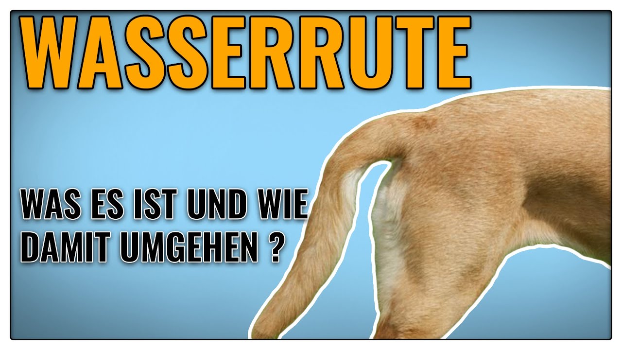 Was ist eine Wasserrute? - TGH 380