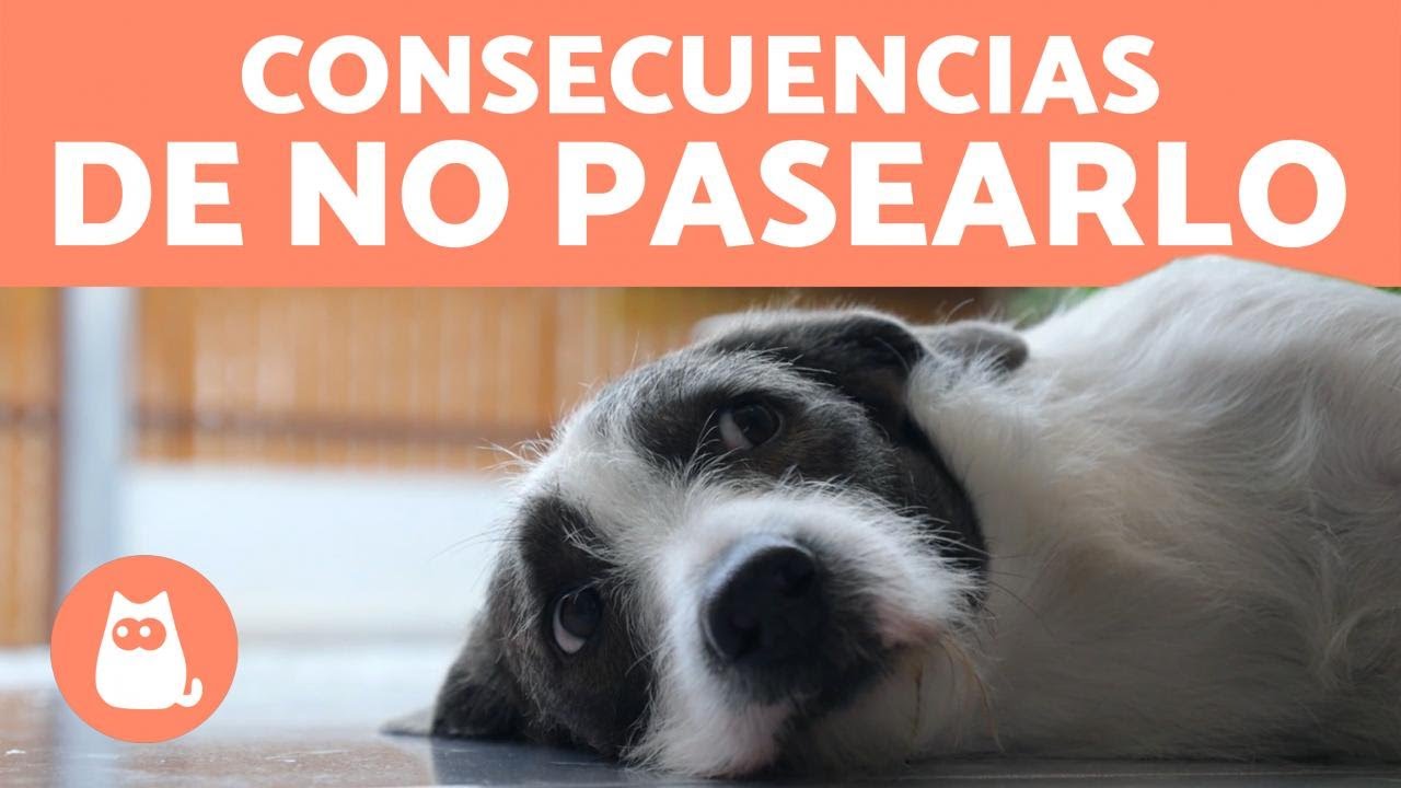 ¿Qué pasa si NO sacas a PASEAR a tu PERRO? 🐶❌