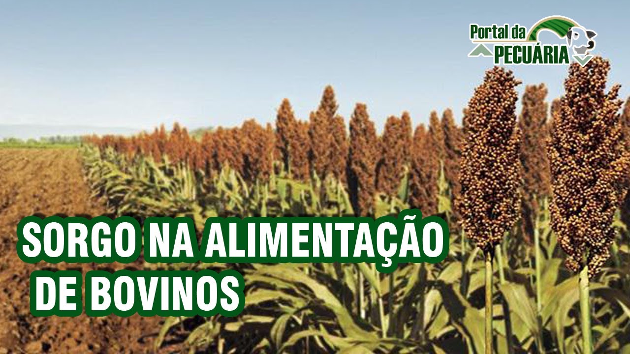 Sorgo na alimentação de bovinos