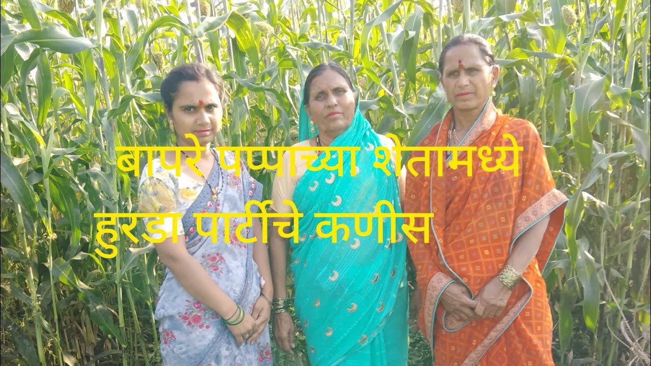 बापरे पप्पाच्या शेतामध्ये हुरडा पार्टीचे कणीस किती जास्त आले#viral 