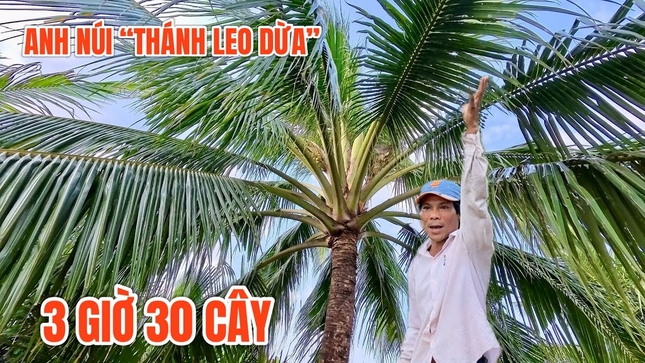 Anh núi “thánh leo dừa” kể về tiền làm mỏi ngày 0945101202 TÀI U MINH THƯỢNG KG