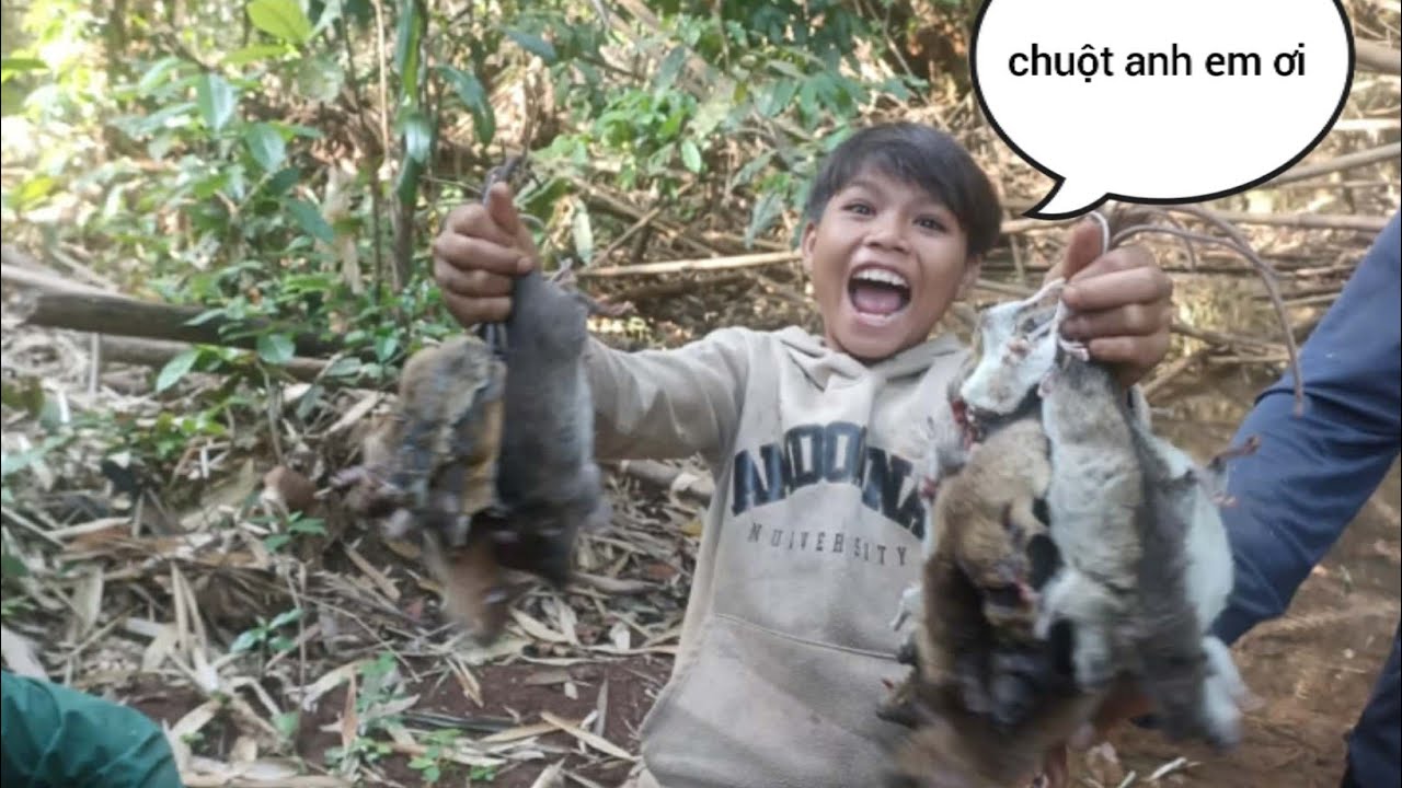 Cánh bảy chuột rừng 