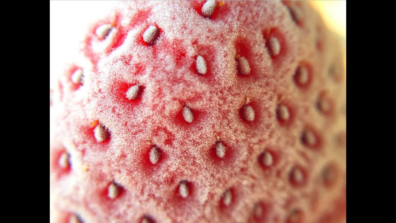 Macro Photography with iPhone: iPhoneography with Nicki Fitz-Gerald: AdoramaTV
