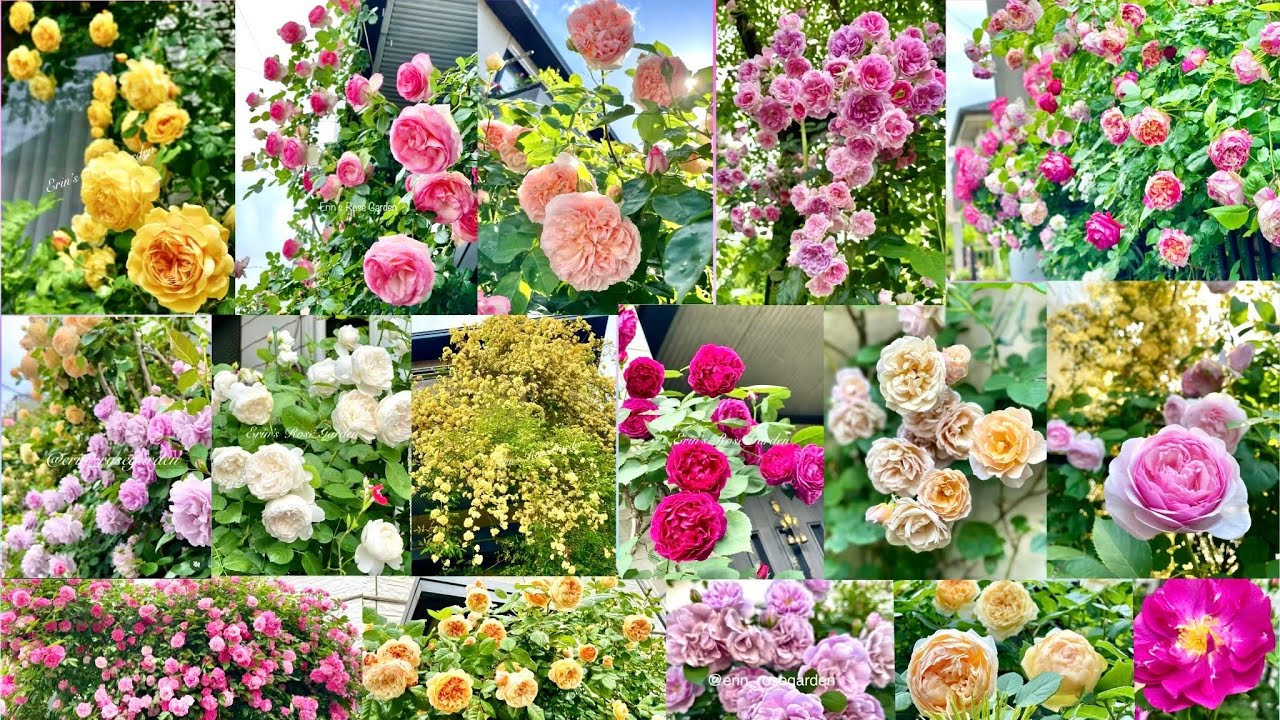 【豐花品種一舉介紹】種過就好vs想再次回種的玫瑰品種有哪些？適合台灣的豐花品種又有哪些？#Erin玫瑰花園