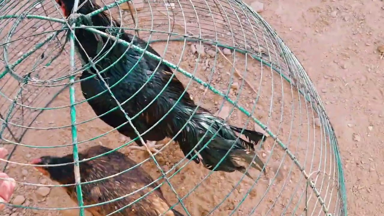 Rustic Roots Farm / velog 104 / Muhsi Mian |