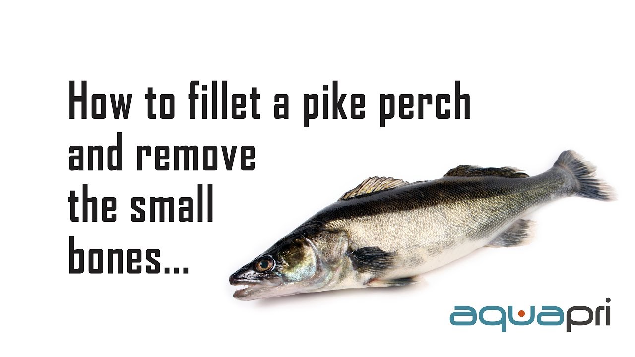 AquaPri - How to fillet a Zander (pike perch)