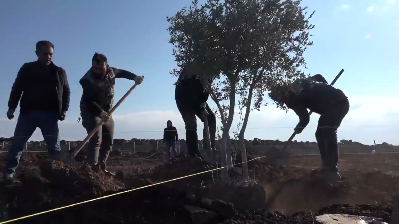 Siverek'te Millet Şire Bağları ve Millet Meyve Bahçeleri projesi sürüyor