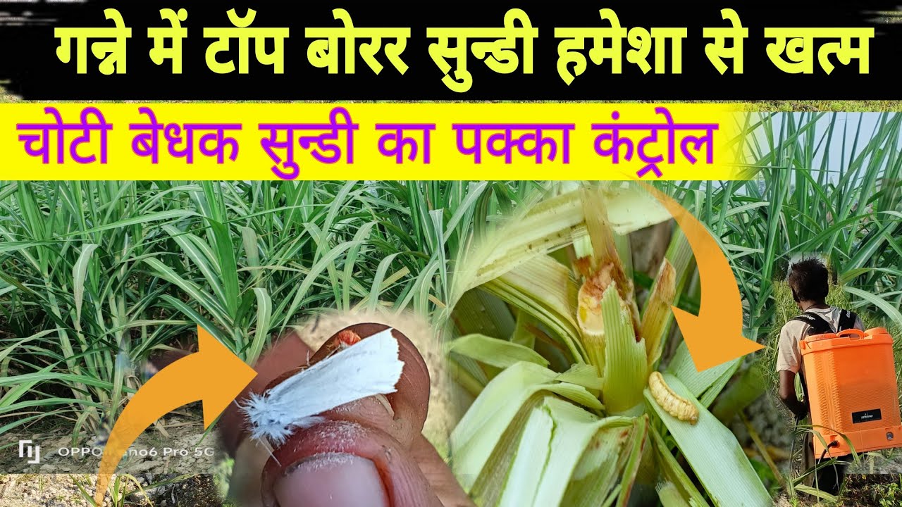 गन्ने में टॉप बोरर सुन्डी का पक्का कंट्रोल। चोटी बेधक कीट की छुट्टी। गन्ना भी लंबा होगा। top borer