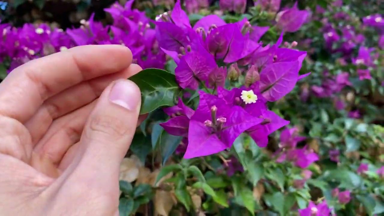 Come si coltiva la BOUGANVILLE?