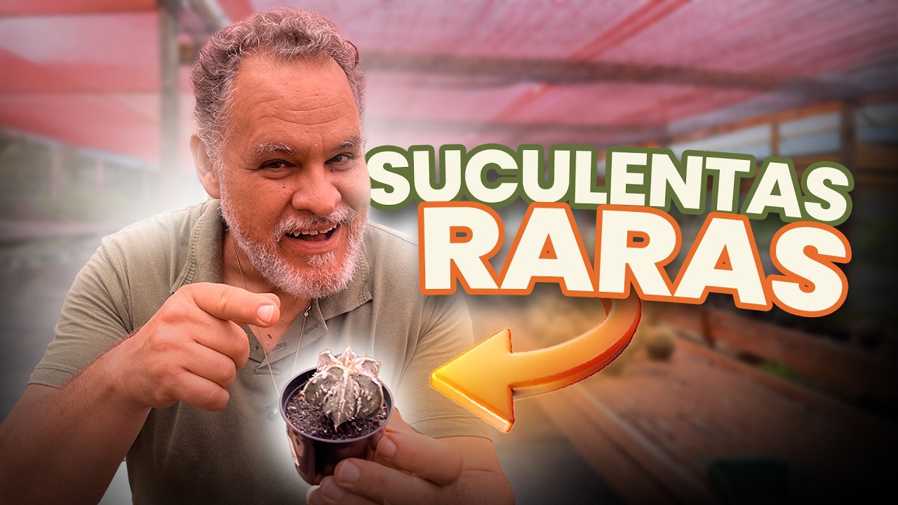 10 SUCULENTAS RARAS que Voc&ecirc; Pode Ter em CASA e onde encontrar!
