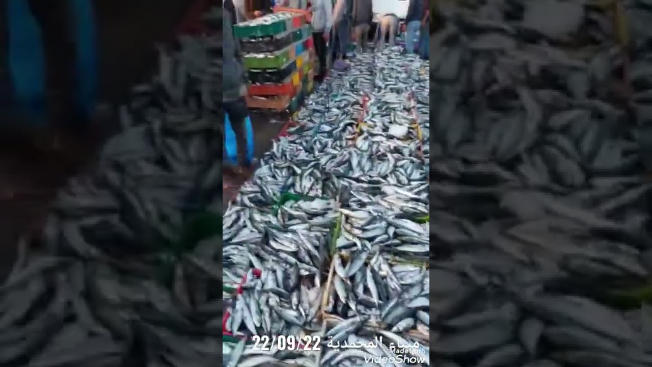 خيرات المحمدية من سمك كابيلا الاسقمري اللهم بارك ميناء المحمدية