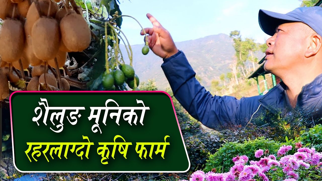 आर्मीको पेन्सनपछि कृषि क्रान्तितिर लागेका श्याम दाईको कथाः शैलुङको फेदैमा रहर लाग्दो बगैंचा- Farming