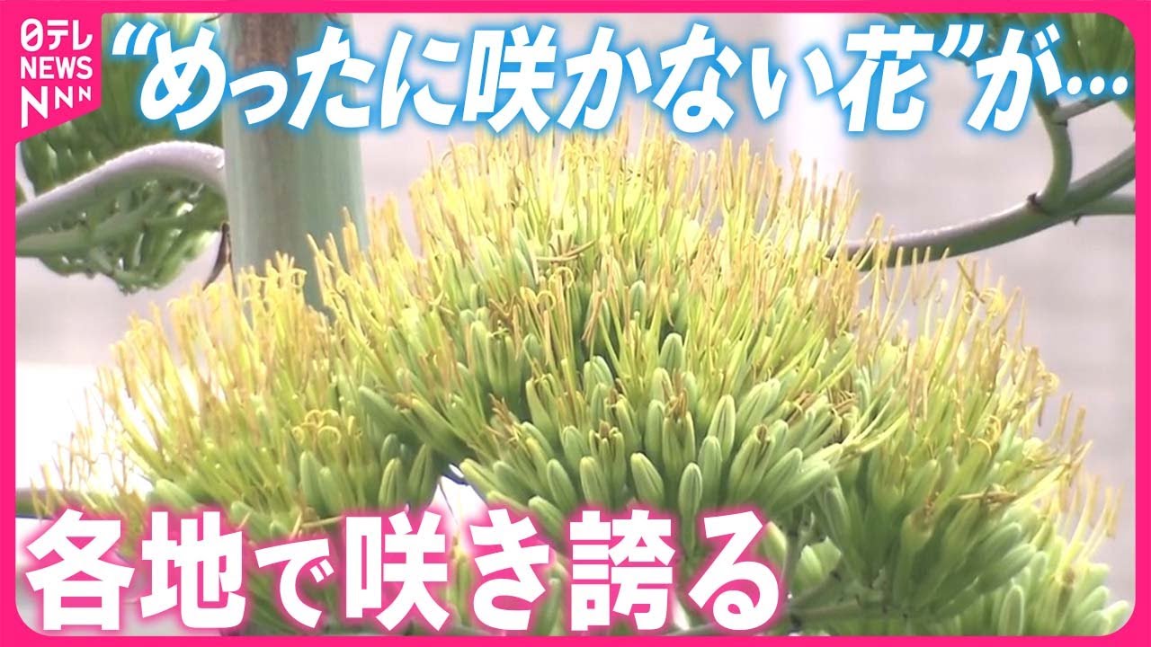 【幻の花】&ldquo;数十年に1度&rdquo;開花なのに&hellip;「リュウゼツラン」各地で咲き誇る