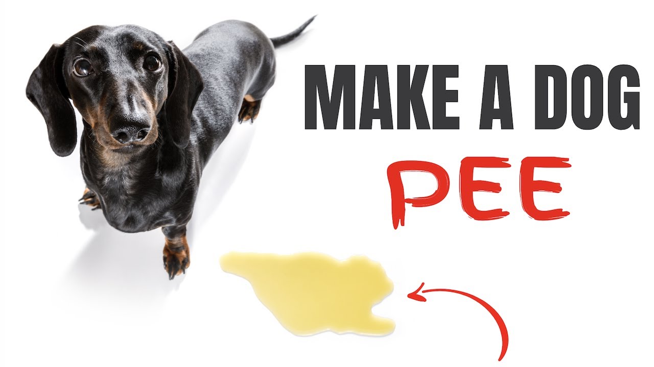 Sound To Make A Dog Pee Instantly
