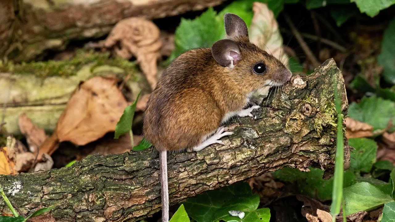 All about the wood mouse
