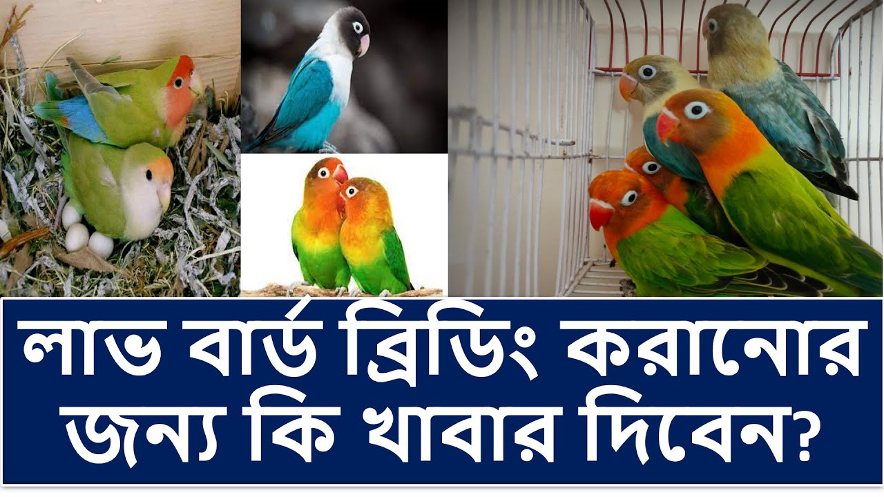 লাভ বার্ড ব্রিডিং করানোর জন্য কি খাবার দিবেন ll Best feed for Love Bird Breeding ll Breeding Tips