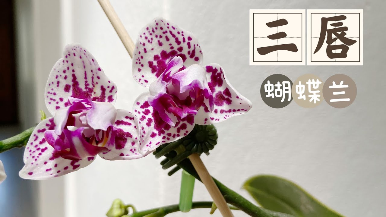 「22324」这就是三唇蝴蝶兰，颜色变异，花瓣儿畸形（静姐说花）