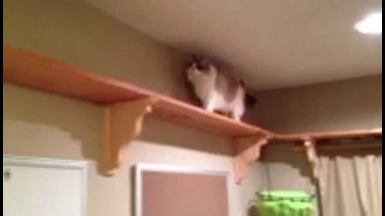 The Catwalk Shelving System