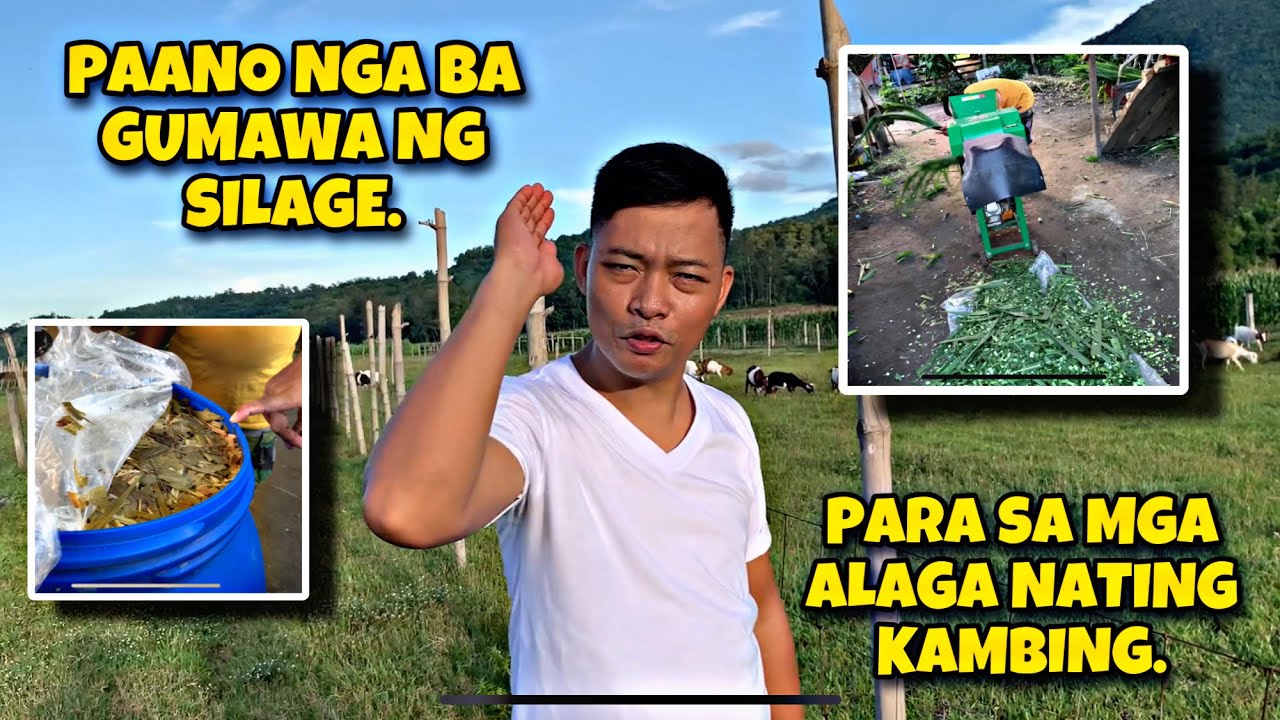 PAANO NGA BA GUMAWA NG SILAGE!. (FT. SIR LOY MANABAT)