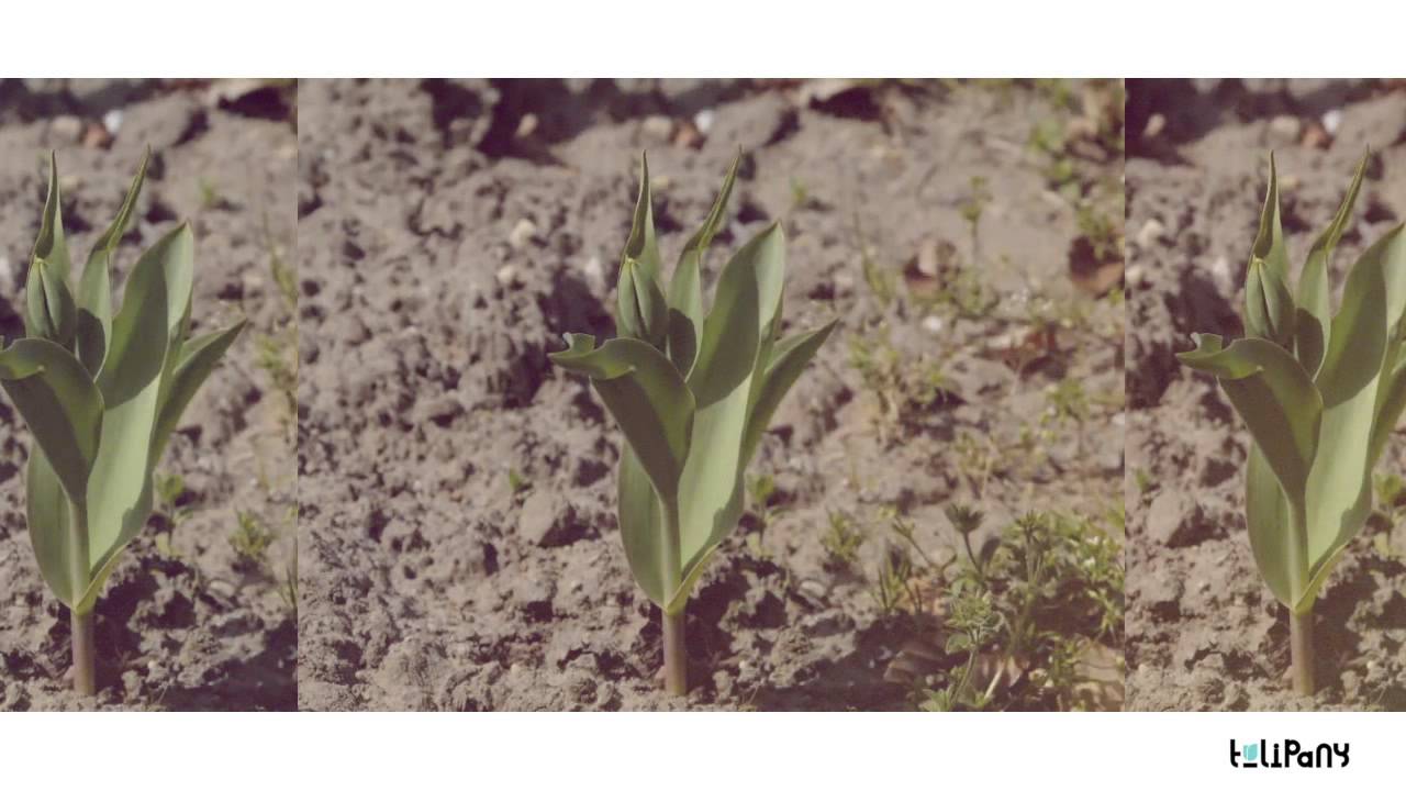 Mikromusic - Takiego Chłopaka (Tulipany remix)