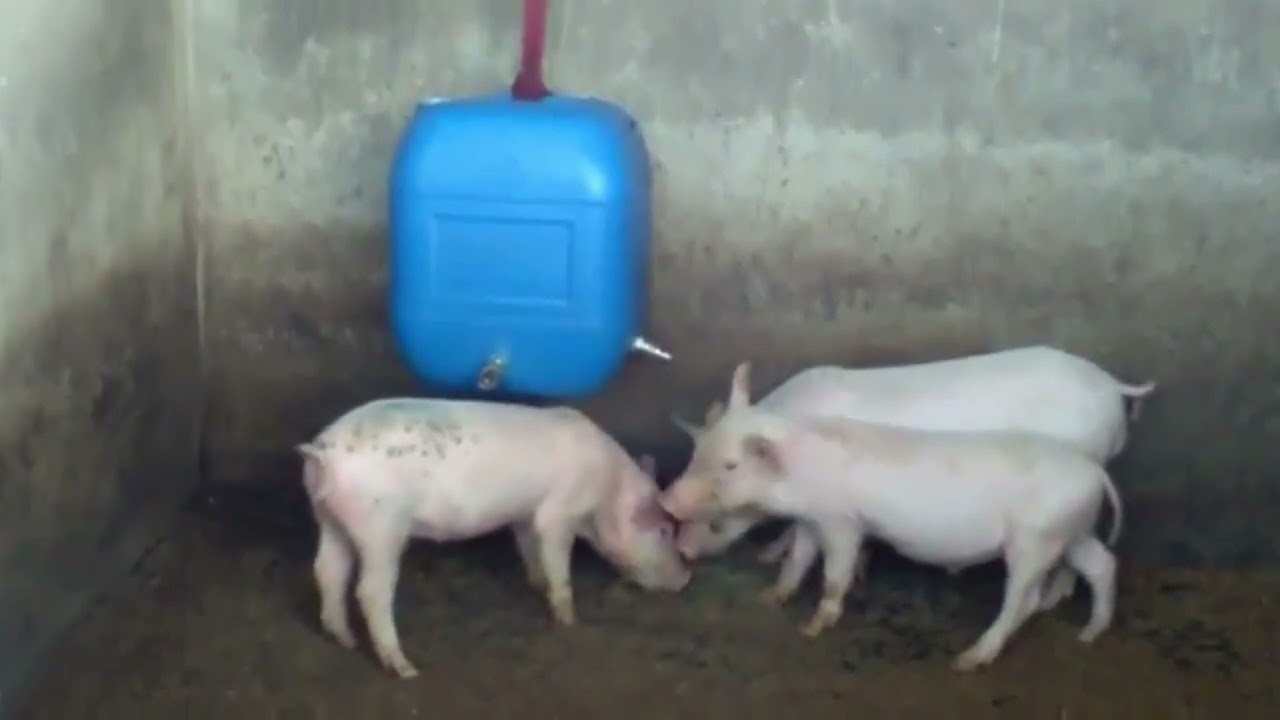 PIG NIPPLE DRINKER SYSTEM|MFUMO WA KUNYWESHEA MAJI NGURUWE |