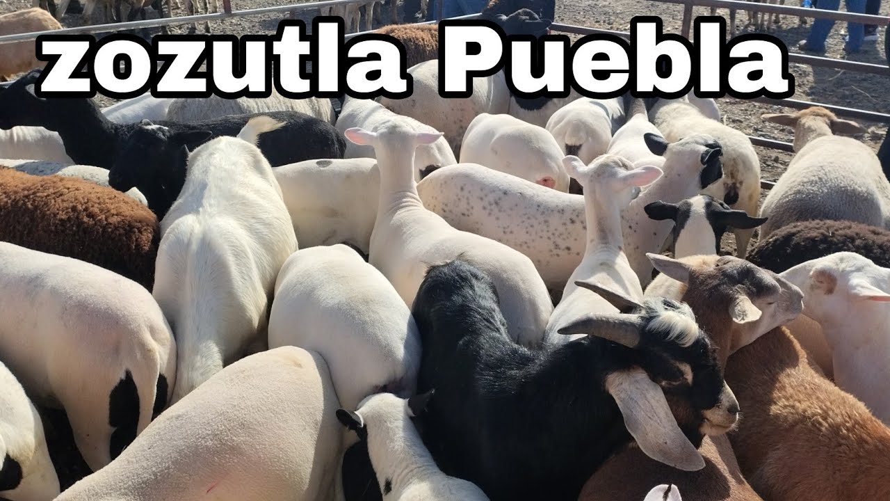 plaza ganadera Zozutla Puebla