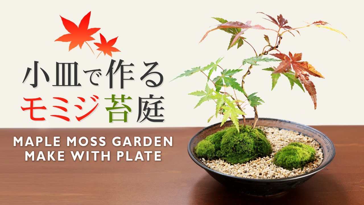 小皿で作るモミジの苔庭ミニ盆栽 【Bonsai diary 盆栽日記 9/25】初心者の簡単盆栽の作り方 育て方 やり方 株立ち仕上げ もみじ 苔 コケ DIY Maple Moss EOS R5