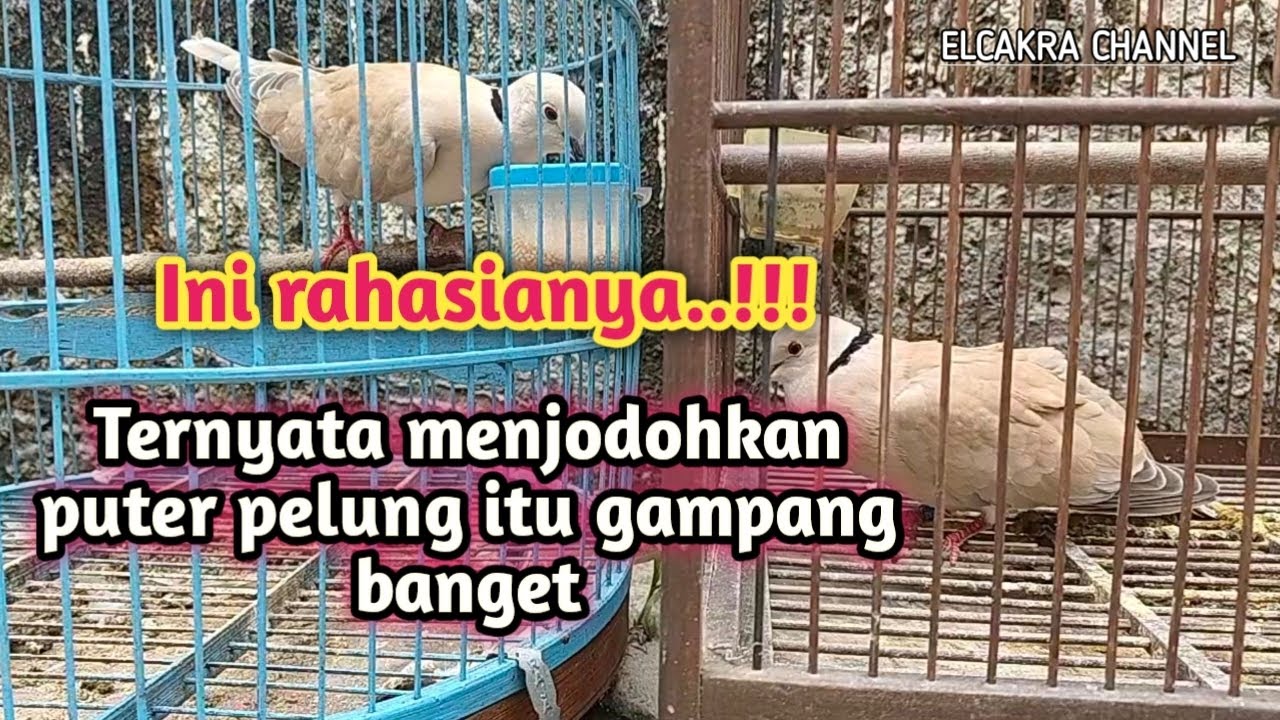 Cara menjodohkan puter pelung 