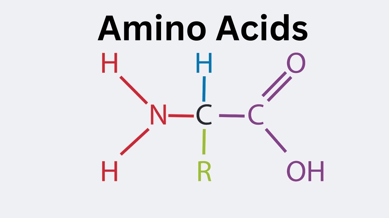 General Structure of an Amino Acid