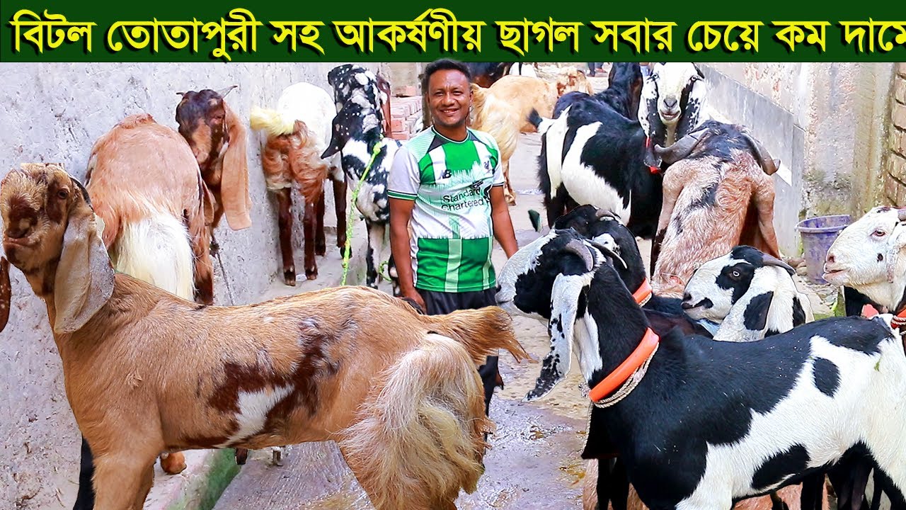 বিটল তোতাপুরী আকর্ষণীয় সব ছাগল সবার চেয়ে কম দামে goat farm