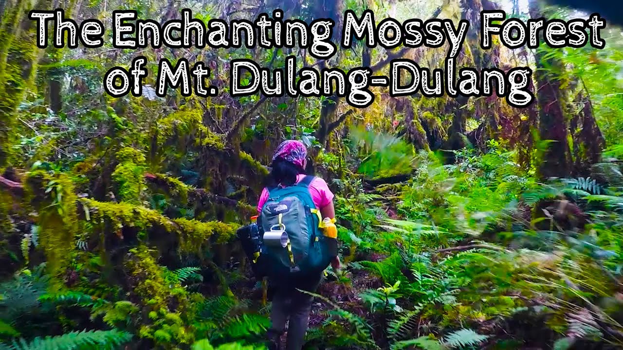The Enchanting Mossy Forest of Mt. Dulang-Dulang