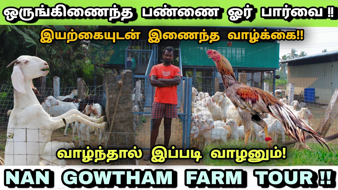 இயற்கையுடன் இணைந்த ஒருங்கிணைந்த பண்ணை | integrated farm | @nangowtham | goat farm | country farm