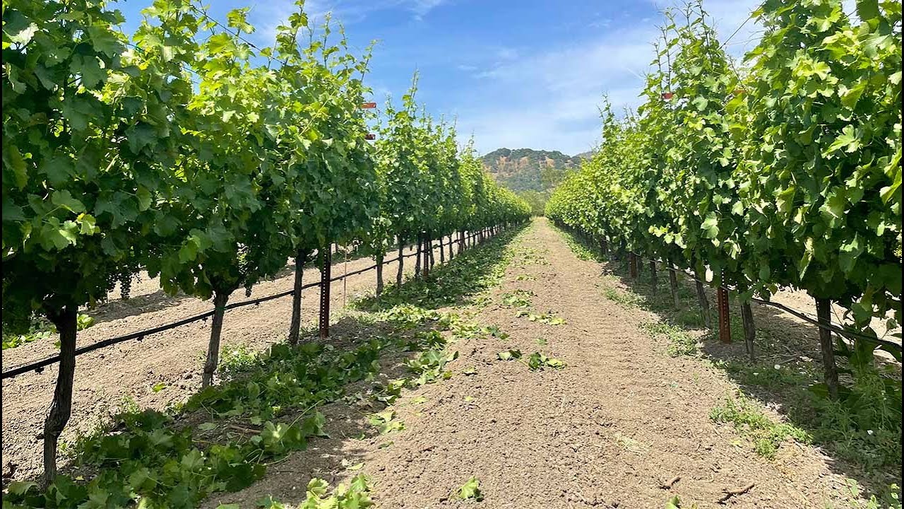 Rolling out the Green Carpet | This Week at Clos du Val